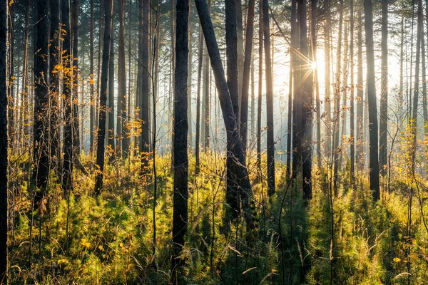 Herbst Sonnenuntergang Wald Natur Wald Hintergrund — Stockfoto