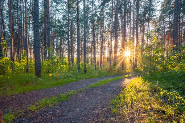 Zonsondergang Het Bos Landweg Natuur Bos Achtergrond — Stockfoto