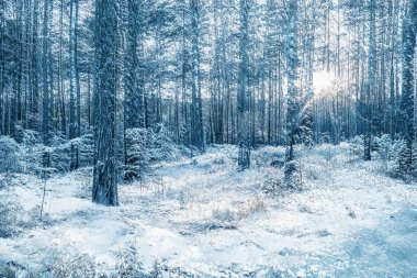 Donmuş karlı ormanda büyülü kış günbatımı.