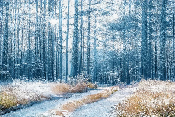 Magisk Vintersolnedgång Frusen Snöig Skog — Stockfoto