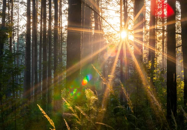 森の中の明るい夕日自然林の背景 — ストック写真
