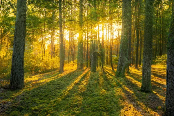Magischer Sonnenuntergang Wald Fantasy Waldhintergrund — Stockfoto