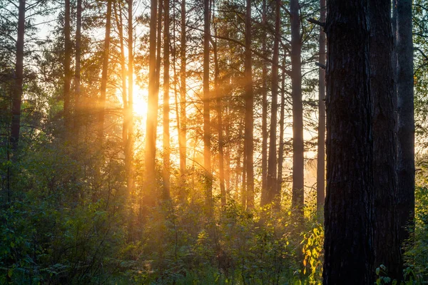 森の中の明るい夕日自然林の背景 — ストック写真