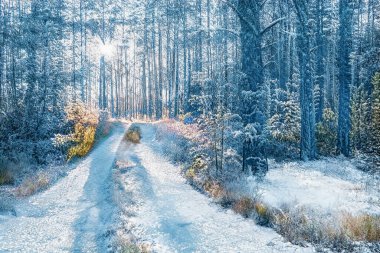 Donmuş karlı ormanda büyülü kış günbatımı.