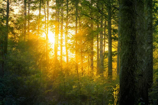 Pôr Sol Mágico Floresta Fantasia Floresta Fundo — Fotografia de Stock