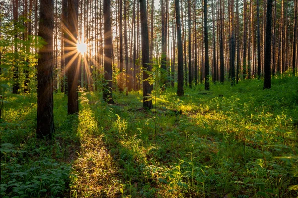 Heldere Zonsondergang Het Bos Natuur Bos Achtergrond — Stockfoto