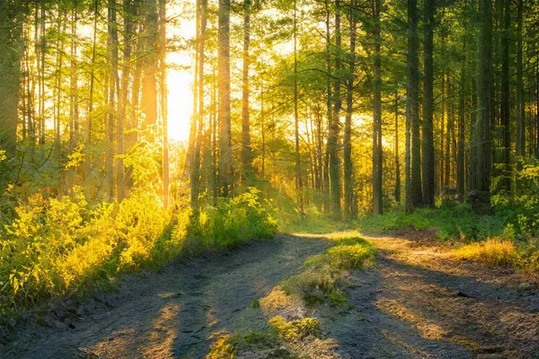 Puesta Sol Mágica Bosque Fondo Bosque Fantasía —  Fotos de Stock