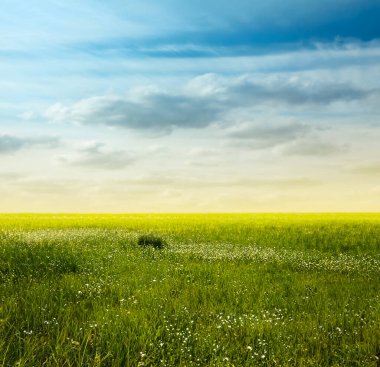 Güzel yaz tarlaları. Kırsal alan.