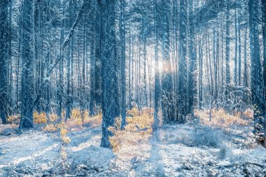 Donmuş karlı ormanda büyülü kış günbatımı.