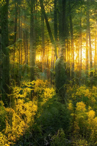 Magical Sunset Forest Fantasy Woodland Background — Stock Photo, Image