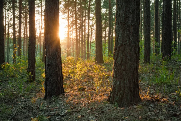 Matahari Terbenam Cerah Hutan Hutan Alam Latar Belakang — Stok Foto