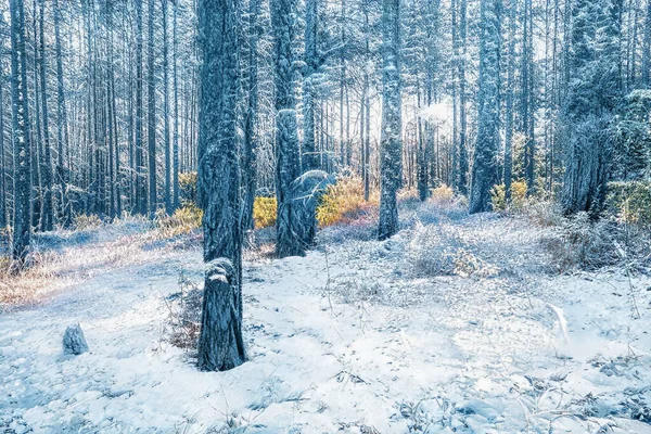 凍った雪の森の中の魔法の冬の夕日 — ストック写真