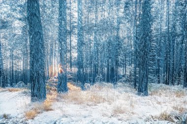 Donmuş karlı ormanda büyülü kış günbatımı.