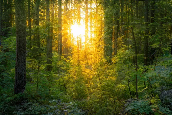 Puesta Sol Mágica Bosque Fondo Bosque Fantasía — Foto de Stock