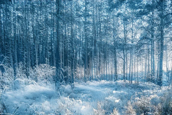 Magische Winterzonsondergang Bevroren Besneeuwd Bos — Stockfoto