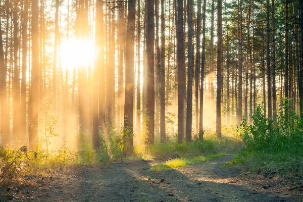 Sonnenuntergang Wald Landstraße Hintergrund Natur Wald — Stockfoto