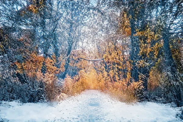 Magisk Vintersolnedgång Frusen Snöig Skog — Stockfoto