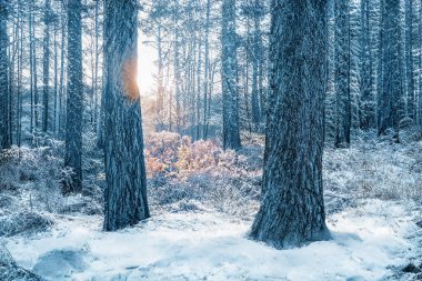 Donmuş karlı ormanda büyülü kış günbatımı.