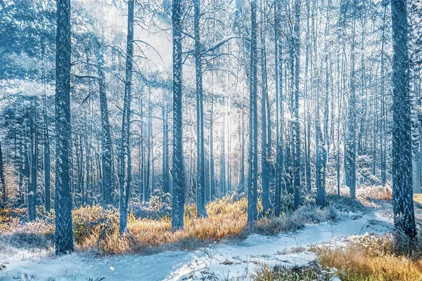 Magico Tramonto Invernale Nella Foresta Innevata Ghiacciata — Foto Stock