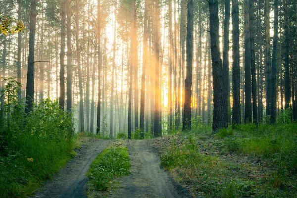 Ormanda gün batımı, kır yolu, doğa ormanı geçmişi.