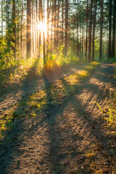 Coucher Soleil Lumineux Dans Les Bois Fond Forêt Naturelle — Photo