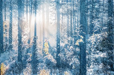 Donmuş karlı ormanda büyülü kış günbatımı.