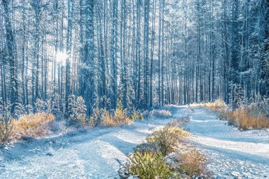 Donmuş karlı ormanda büyülü kış günbatımı.
