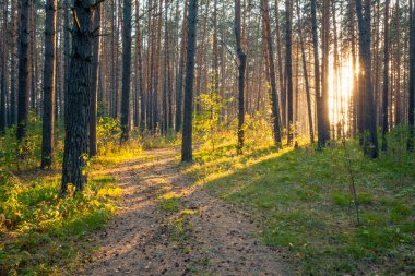 Ormanda gün batımı, kır yolu, doğa ormanı geçmişi.