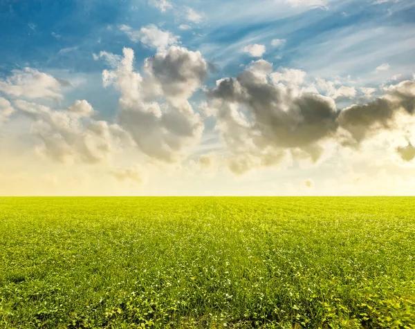 Hermosos Campos Verano Paisaje Rural — Foto de Stock