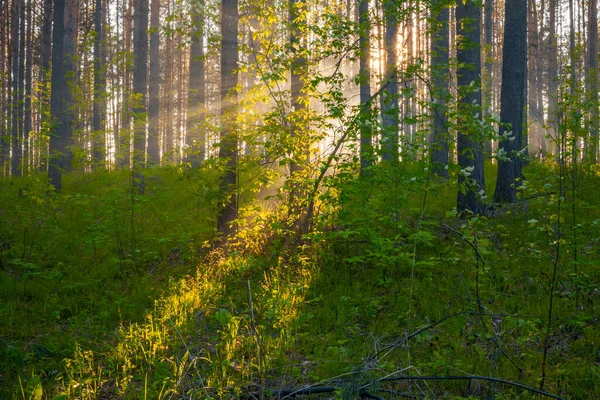 Puesta Sol Brillante Bosque Fondo Del Bosque Natural —  Fotos de Stock