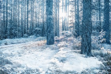 Donmuş karlı ormanda büyülü kış günbatımı.