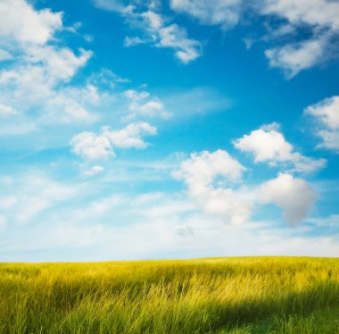 Güzel yaz tarlaları. Kırsal alan.