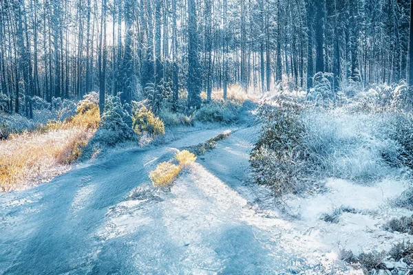 Puesta Sol Mágica Invierno Bosque Nevado Congelado —  Fotos de Stock