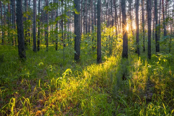 Ormanda Parlak Gün Batımı Doğa Ormanı Arka Planı — Stok fotoğraf