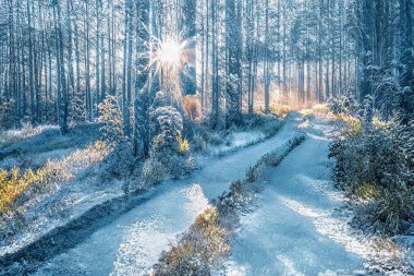 Donmuş karlı ormanda büyülü kış günbatımı.