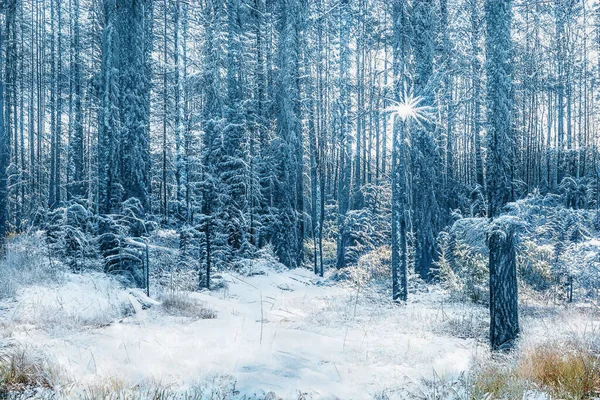 Magische Winterzonsondergang Bevroren Besneeuwd Bos — Stockfoto