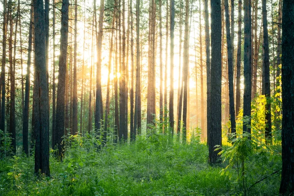 Puesta Sol Brillante Bosque Fondo Del Bosque Natural — Foto de Stock