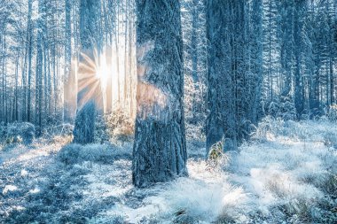 Donmuş karlı ormanda büyülü kış günbatımı.