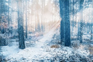 Donmuş karlı ormanda büyülü kış günbatımı.