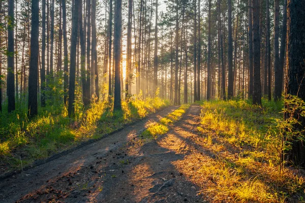 乡间道路 森林背景中的落日 — 图库照片