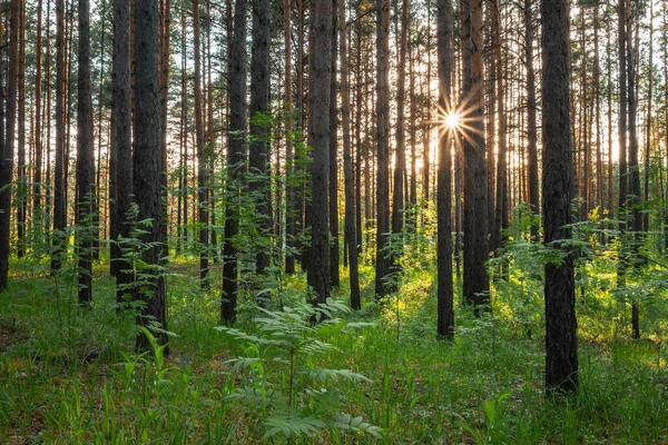 Pôr Sol Brilhante Floresta Natureza Floresta Fundo — Fotografia de Stock