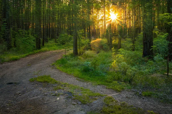 Волшебный Закат Лесу Фантастический Лесной Фон — стоковое фото