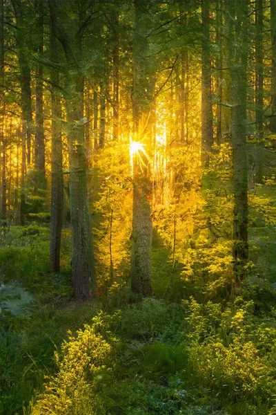 Magical Sunset Forest Fantasy Woodland Background — Stock Photo, Image