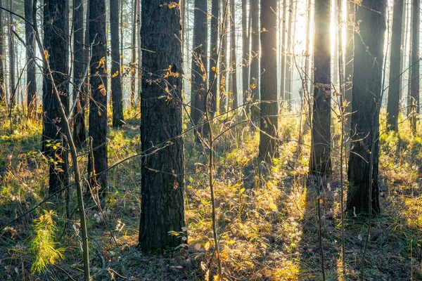 森の中の秋の夕日自然林の背景 — ストック写真