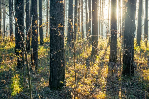 Outono Pôr Sol Floresta Natureza Floresta Fundo — Fotografia de Stock