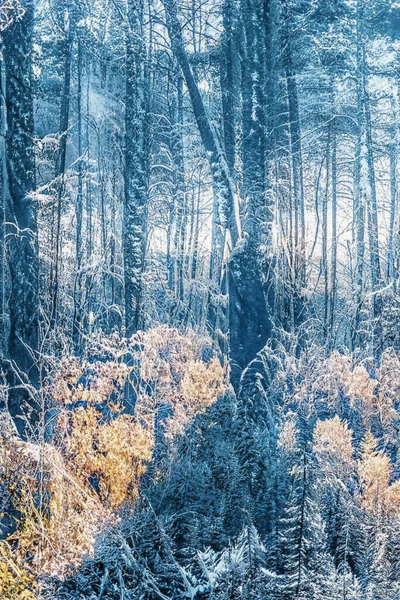 Magico Tramonto Invernale Nella Foresta Innevata Ghiacciata — Foto Stock