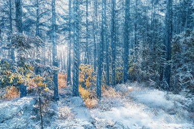 Donmuş karlı ormanda büyülü kış günbatımı.