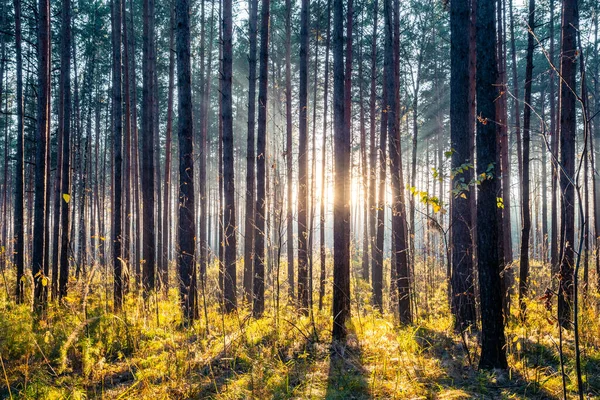 Ormanda Sonbahar Günbatımı Doğa Ormanı Arka Planı — Stok fotoğraf