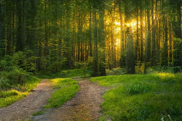 森林里神奇的落日幻想林地背景 — 图库照片