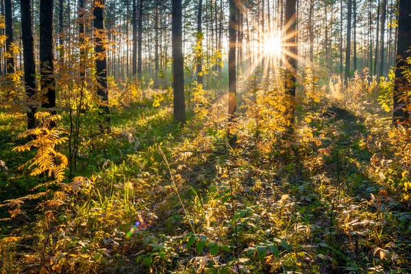 Jesienny Zachód Słońca Lesie Las Przyrody Tło — Zdjęcie stockowe